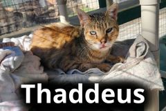Thaddeus