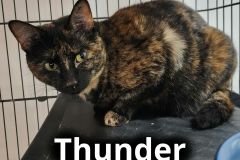 Thunder