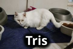 Tris_1