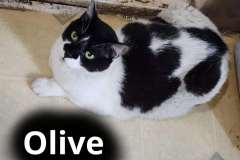 Olive