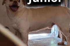 1_Junior