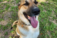 Arlo