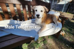 Banjo