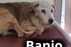 Banjo