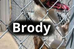 Brody