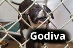Godiva