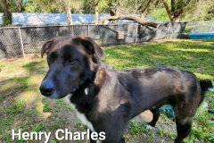Henry-Charles-