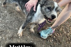 Muttley