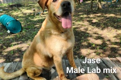 Jase