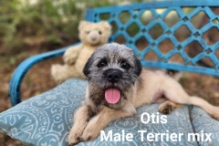 Otis