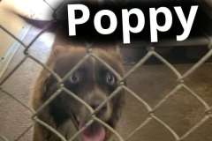 Poppy