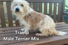 Tramp