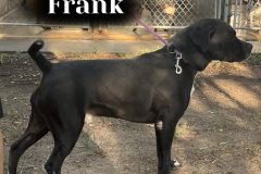 Frank