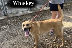 Whiskey