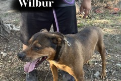 Wilbur