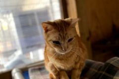 Ferdinand_