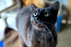 Freyr