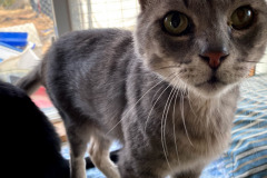 Grey-Bob_
