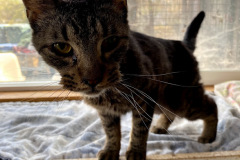 Ziggy