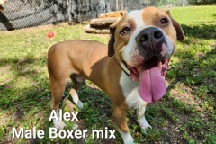 Alex