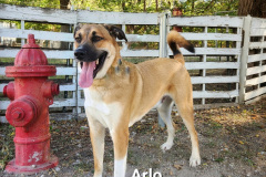 Arlo