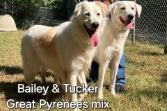 Bailey-Tucker-