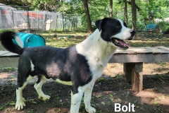 Bolt