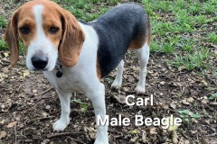 Carl