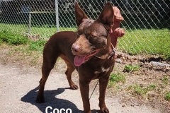 Coco