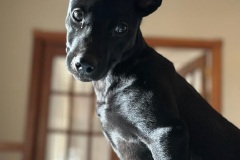 Diva