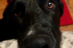 Evie