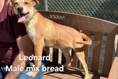Leonard-
