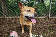 Mocha