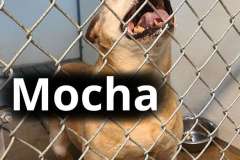 Mocha