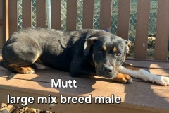 Mutt