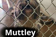 Muttley
