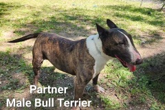 Partner-