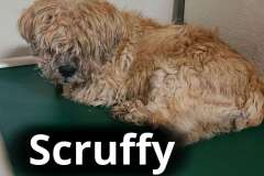 Scruffy