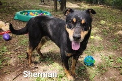 Sherman-