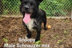Snoopy