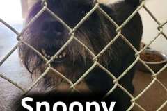 Snoopy1
