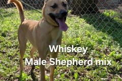 Whiskey-