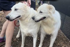 Bailey and Tucker