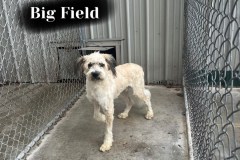 Big Field