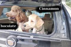 Chocolate and Cinnamon