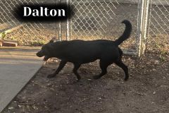 Dalton
