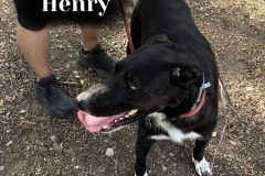 Henry