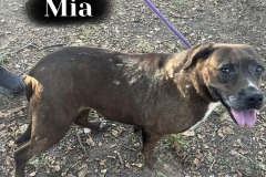 Mia