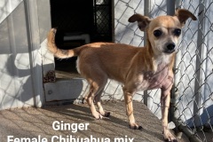 1_Ginger