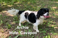 Archie